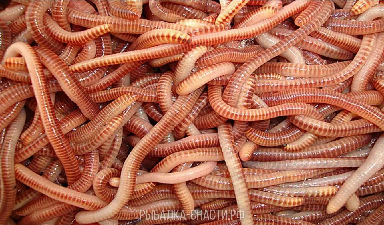 Много червей среди которых. Калифорнийский червь навозный червь. Кольчатые черви Дендробена.
